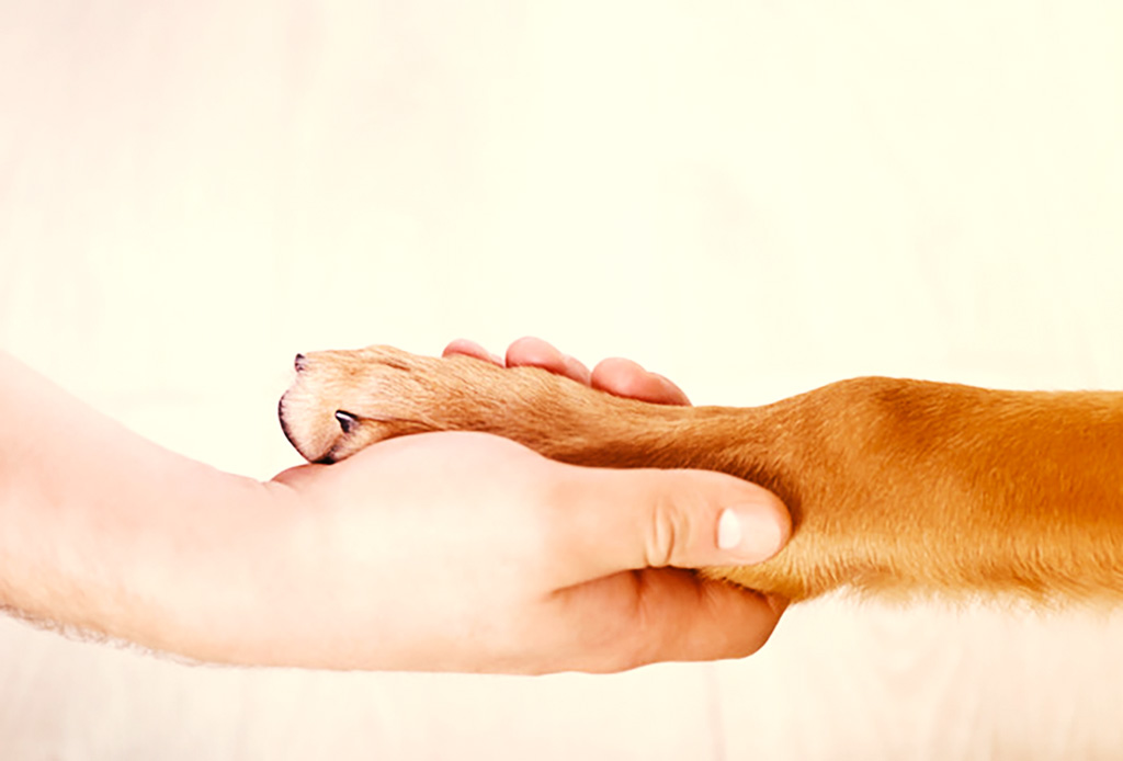 Immagine di una mano e una zampa di cane che si toccano